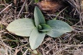 Ophrys_sphegodes_18